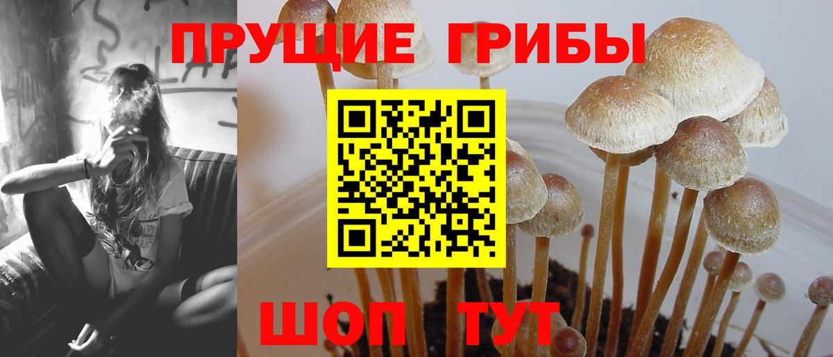 Галлюциногенные грибы Psilocybe Кунгур